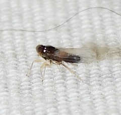 Pissonotus piceus