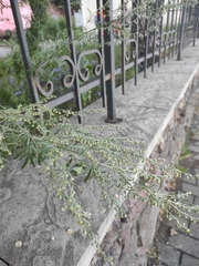 Artemisia absinthium