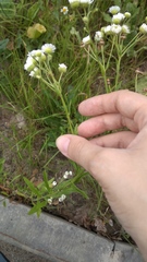 Erigeron strigosus