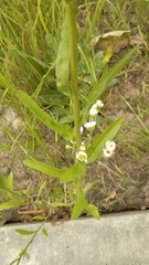 Erigeron strigosus