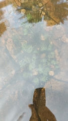 Eriocaulon aquaticum