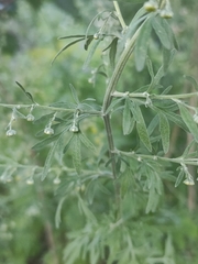 Artemisia absinthium