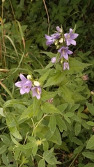 Campanula trachelium