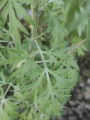 Artemisia absinthium