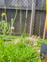 Polygala appendiculata