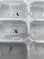 Maccaffertium mediopunctatum mediopunctatum