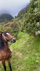 Buddleja salviifolia