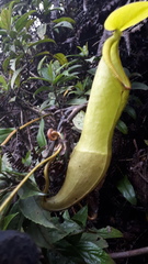 Nepenthes singalana