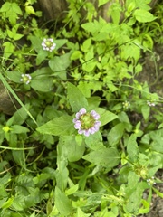Prunella vulgaris