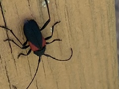Purpuricenus humeralis