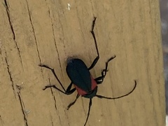 Purpuricenus humeralis