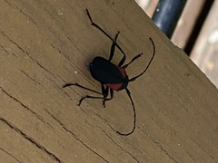 Purpuricenus humeralis