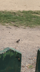 Passer domesticus