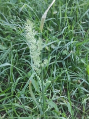 Calamagrostis epigejos