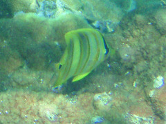 Chaetodon rainfordi