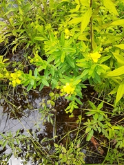 Hypericum swinkianum
