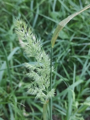 Calamagrostis epigejos
