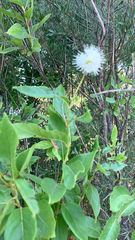 Cephalanthus occidentalis