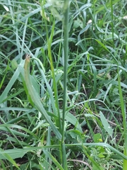 Calamagrostis epigejos