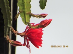 Disocactus ackermannii