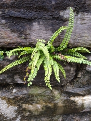 Asplenium trichomanes