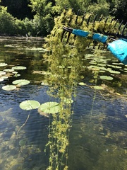 Lychnothamnus barbatus