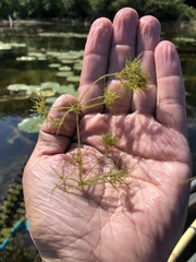 Lychnothamnus barbatus