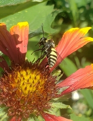 Triepeolus remigatus
