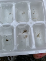 Maccaffertium mediopunctatum mediopunctatum