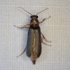 Selonodon