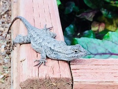Sceloporus occidentalis longipes