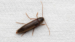 Serropalpus barbatus