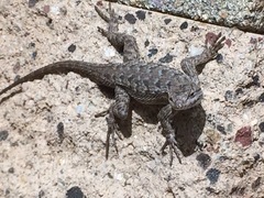 Sceloporus occidentalis longipes