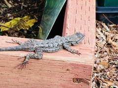 Sceloporus occidentalis longipes