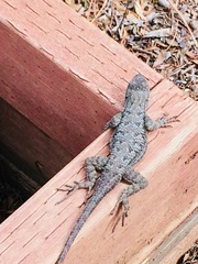 Sceloporus occidentalis longipes
