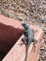 Sceloporus occidentalis longipes