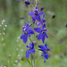 Foothill Larkspur - Photo (c) birdgal5, some rights reserved (CC BY-NC-ND)