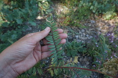 Astragalus ponticus