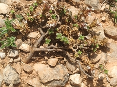 Arenaria vitoriana