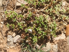 Arenaria vitoriana