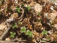 Arenaria vitoriana