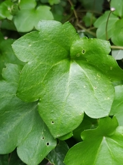 Cymbalaria muralis