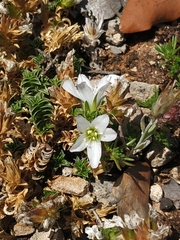 Arenaria vitoriana