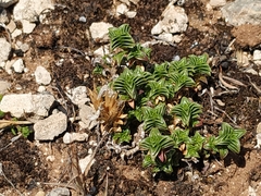 Arenaria vitoriana