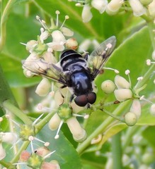 Eristalis saxorum