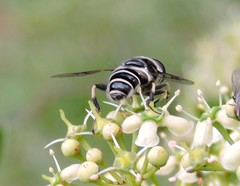 Eristalis saxorum