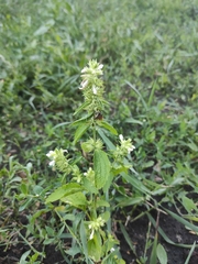 Stachys annua