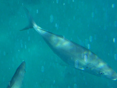 Pseudocaranx dentex