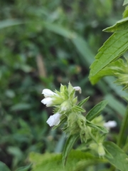 Stachys annua