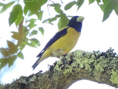 Coccothraustes abeillei